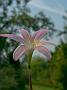 Zephyranthes robusta